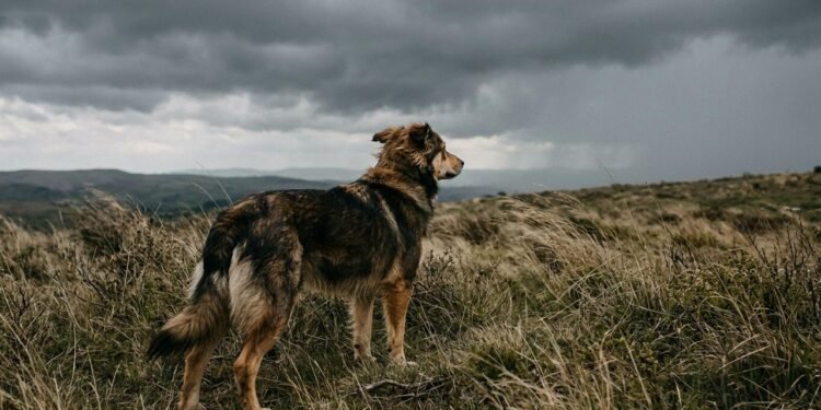 Eles sabem antes do radar: a capacidade oculta dos animais de prever tempestades antes mesmo dos aparelhos meteorológicos