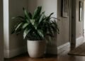 A planta que cresce bem em locais com pouca luz natural e pode ajudar a decorar corredores e ambientes internos