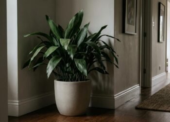 A planta que cresce bem em locais com pouca luz natural e pode ajudar a decorar corredores e ambientes internos