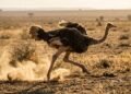 A força inacreditável do avestruz que surpreendeu os biólogos: a maior ave do planeta que atinge 70 km/h e possui um chute mortal