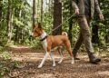 O cachorro africano que quase não late tem hábitos parecidos com os dos gatos e uma vocalização que lembra um canto