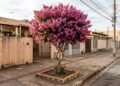 A árvore que floresce em rosa, branco e lilás pode transformar a calçada sem ocupar o espaço de espécies de grande porte