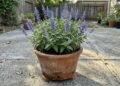 Esta planta ornamental tem flores azuis e violetas, pode crescer até quase 2 metros e oferece néctar aos beija-flores