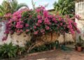Como cuidar de uma buganvília: quanta água usar e onde plantá-la para que floresça abundantemente