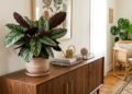 Adeus à samambaia: a planta folhosa, elegante e decorativa que será tendência em interiores em 2027