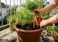 Cenouras pequenas ou deformadas podem ser resultado de um erro no cultivo; veja como preparar a terra para evitar o problema