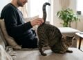 O que significa quando o gato levanta o traseiro durante o carinho