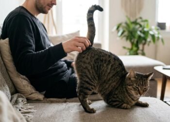 O que significa quando o gato levanta o traseiro durante o carinho