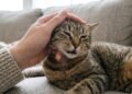 O que significa quando o gato morde de leve durante o carinho