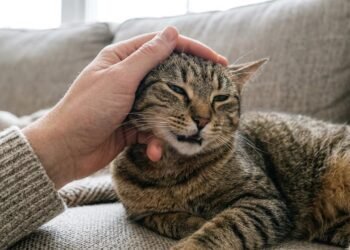 O que significa quando o gato morde de leve durante o carinho