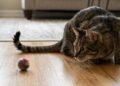 O que significa quando o gato abana a ponta do rabo lentamente