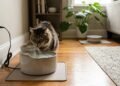 Pouca água no pote nem sempre significa desidratação: veja como a alimentação influencia a hidratação dos gatos