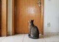 Carlos Gutiérrez, veterinário: “Fechar a porta do quarto para o seu gato quando você sai é uma má ideia.”