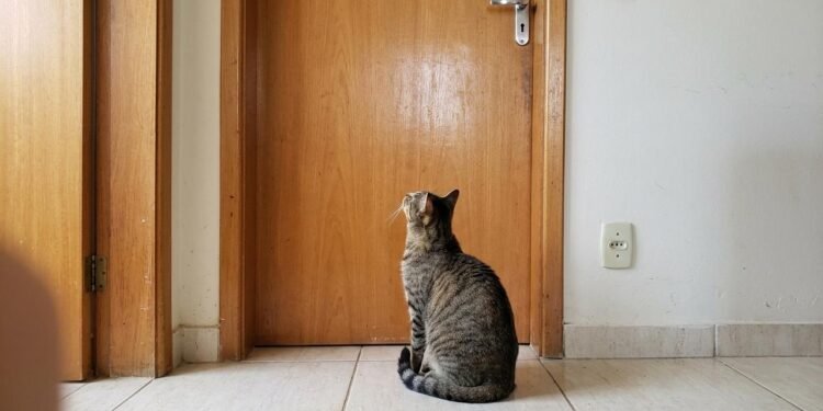 Os gatos desenvolvem familiaridade com os ambientes onde vivem e costumam explorar diferentes pontos da residência.