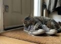 O que significa quando o gato se deita sobre os sapatos do dono