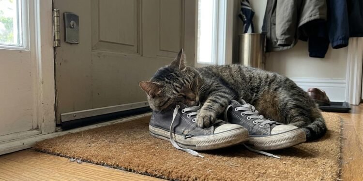 Os gatos possuem um olfato muito desenvolvido e utilizam os cheiros para reconhecer pessoas, objetos e lugares.
