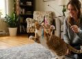 Nem todo brinquedo é seguro: os objetos que podem representar risco para cães e gatos dentro de casa