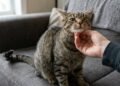 O que significa quando o gato se lambe imediatamente depois de receber carinho