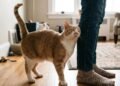 Seu gato passa o rosto nas suas pernas todos os dias? Especialistas apontam o que esse ritual revela sobre a relação com o tutor