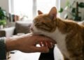 O que significa quando o gato dá pequenas cabeçadas na mão do dono