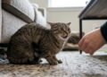 O que significa quando o gato mantém as orelhas viradas para trás durante uma interação