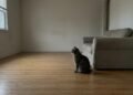 O que acontece quando um gato passa muito tempo sem estímulos dentro de casa