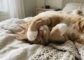 O que significa quando o gato dorme com as patas cobrindo o rosto