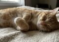 O que significa quando o gato movimenta as patas como se estivesse amassando uma massa enquanto dorme