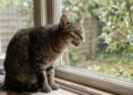 O que significa quando o gato bate os dentes ao observar pássaros pela janela