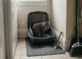 O erro de colocar a caixa de areia perto da comida e outros cuidados para deixar o banheiro do gato mais confortável