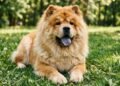 O Chow Chow tem a língua azulada desde filhote? A pigmentação escura aparece nas primeiras semanas e pode levar meses para se completar