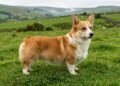 As pernas curtas do Corgi não são apenas uma característica fofa, mas resultado de uma alteração genética estudada por cientistas
