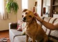 O que significa quando o cachorro coloca a cabeça para o lado enquanto recebe carinho