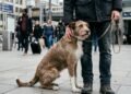 O que significa quando o cachorro fica mais próximo do dono em ambientes desconhecidos