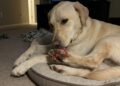 Cachorro lambe as patas todas as noites: quando o comportamento deixa de ser um hábito e merece avaliação veterinária