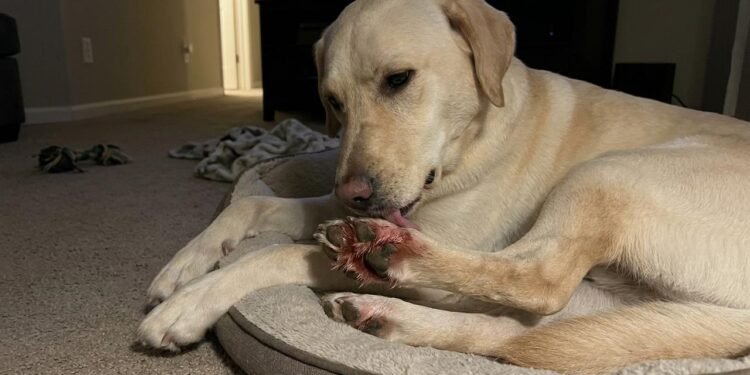 Os cães utilizam a língua para limpar diferentes partes do corpo, inclusive as patas.