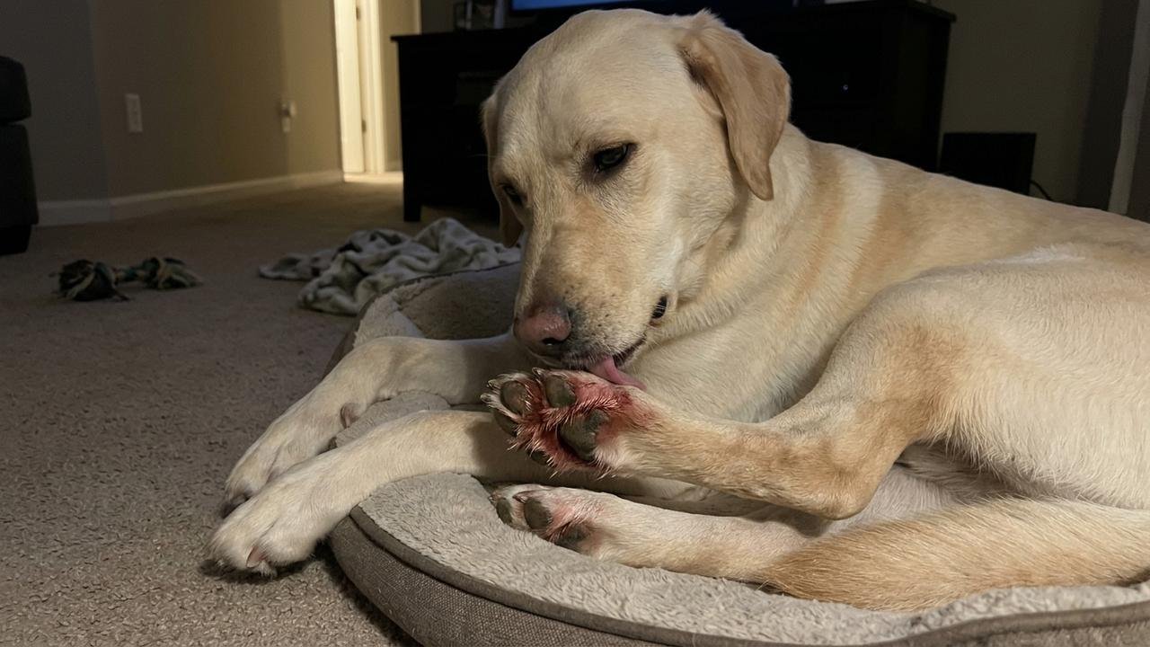 Cachorro lambe as patas todas as noites: quando o comportamento deixa de ser um hábito e merece avaliação veterinária
