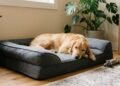 O que significa quando o cachorro fica cheirando a cama antes de deitar