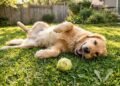 O que significa quando o cachorro se deita de costas depois de brincar