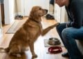 O que significa quando o cachorro coloca a pata sobre o dono