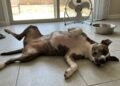 Barriga exposta, patas relaxadas e respiração tranquila: os sinais que mostram quando o cachorro está realmente confortável