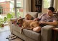 O que significa quando o cachorro encosta o traseiro no dono enquanto descansa