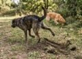 O que significa quando o cão raspa as patas no chão depois de fazer xixi