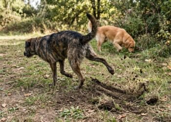 O que significa quando o cão raspa as patas no chão depois de fazer xixi