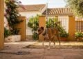 Confirmado pela Lei de Bem-Estar Animal e sujeito a multa: os donos de cães e gatos estão proibidos de usar qualquer dispositivo que restrinja a mobilidade dos seus animais