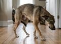 O que significa quando o cachorro anda devagar com o rabo entre as pernas