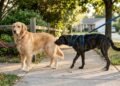 Antes de brincar ou se afastar, cães costumam fazer uma espécie de apresentação usando apenas o olfato