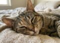 O que significa quando o gato dorme com um olho parcialmente aberto