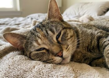 O que significa quando o gato dorme com um olho parcialmente aberto