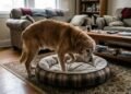 Seu cachorro gira, ajeita a cama e só depois deita: o instinto por trás desse comportamento tão comum